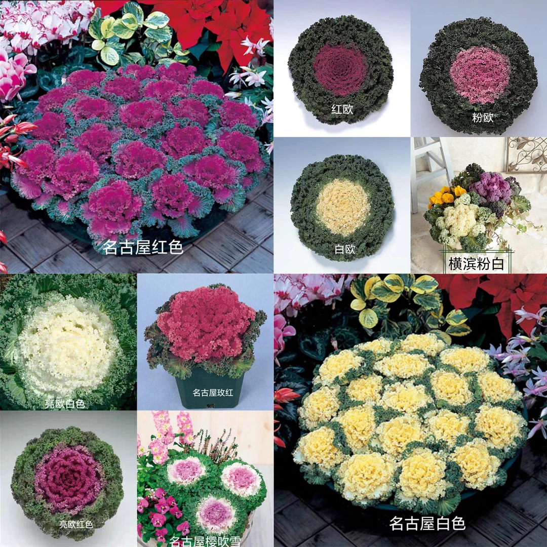 羽衣甘蓝一代进口种子，卷边系十个品种混发20粒,盲目播种不包售后