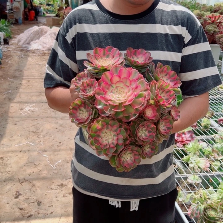 荔枝大颗多肉法师