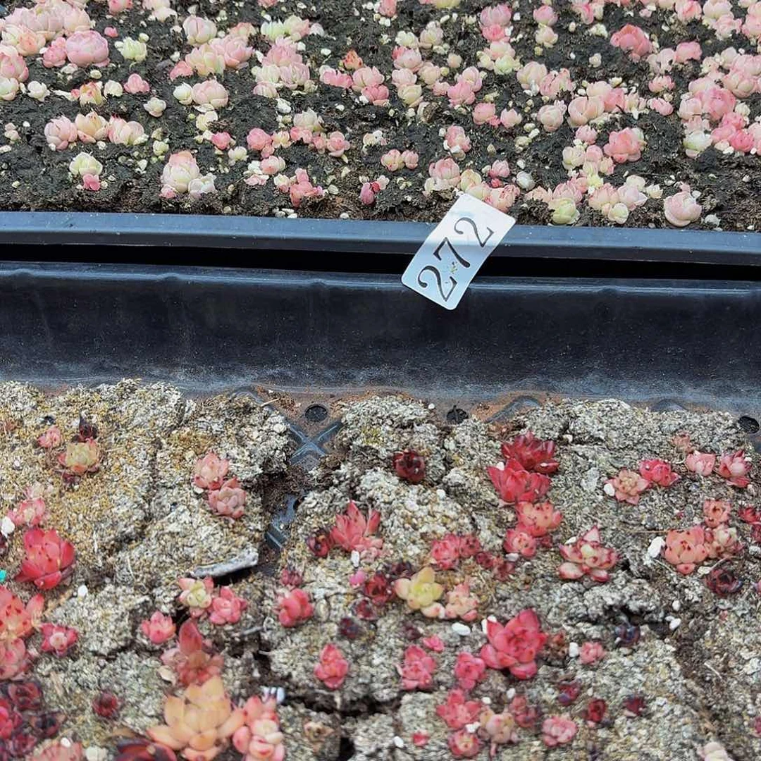 多肉植物多肉植物272