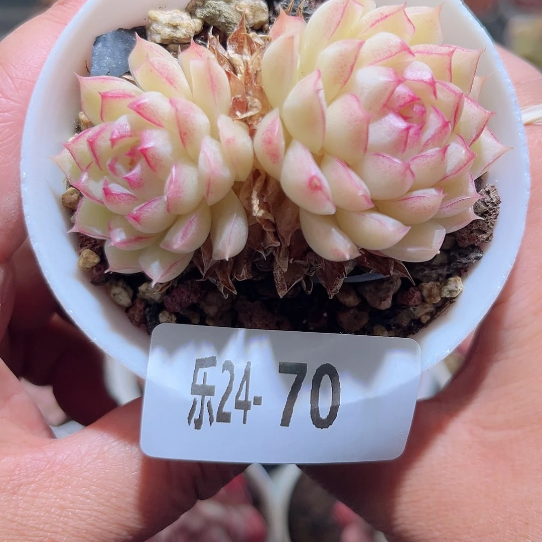 乐24-70女王双头