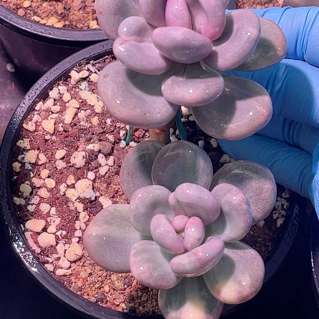 尚品园艺韩版奶酪锦老桩