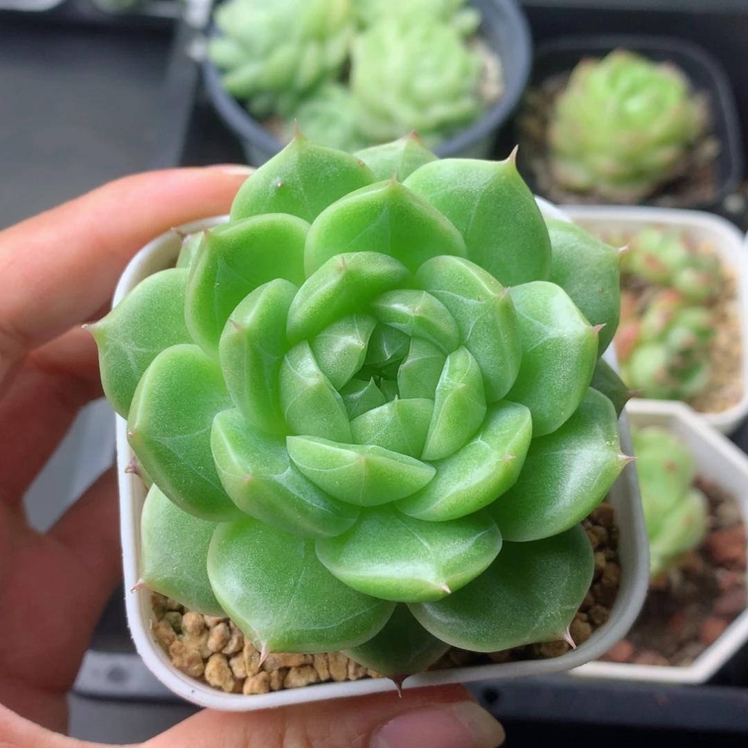 58包邮  群生不包整 15