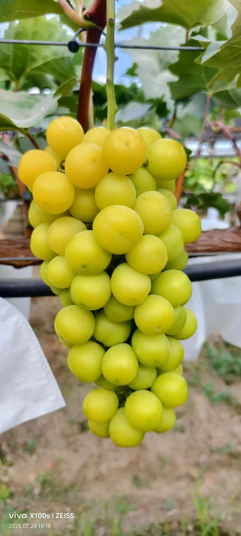 顺丰包邮阳光玫瑰葡萄，喝豆浆长大，风味独特，芳香浓郁甜而不腻