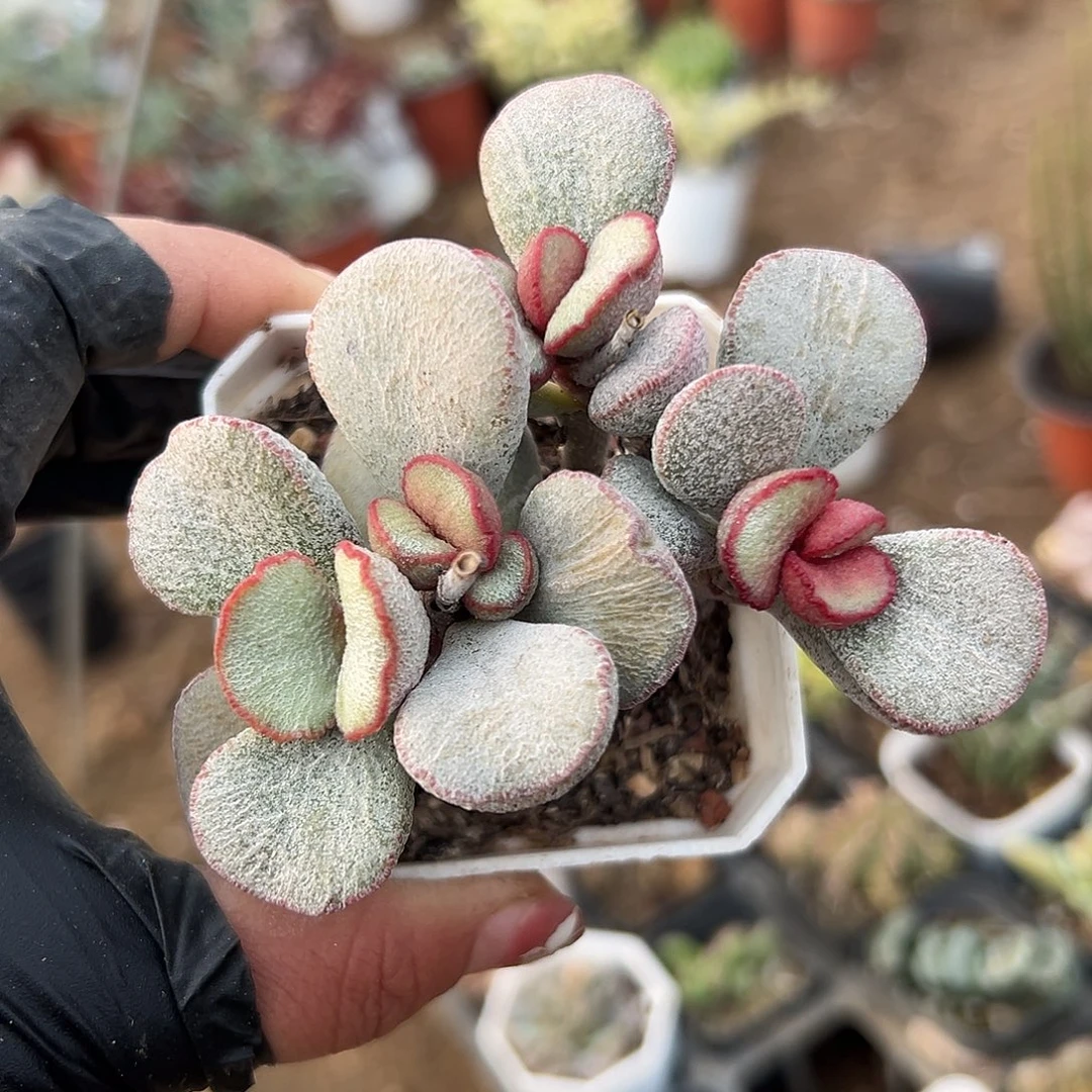 多肉植物出彩水泡