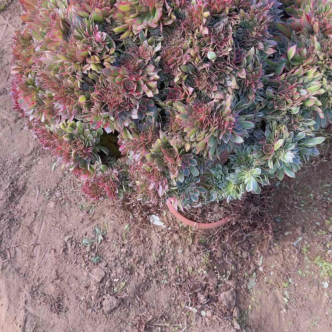 李*妹缀话吞吐发货缀话