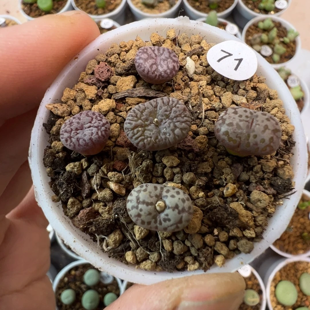 紫鸟5颗脱土7100000