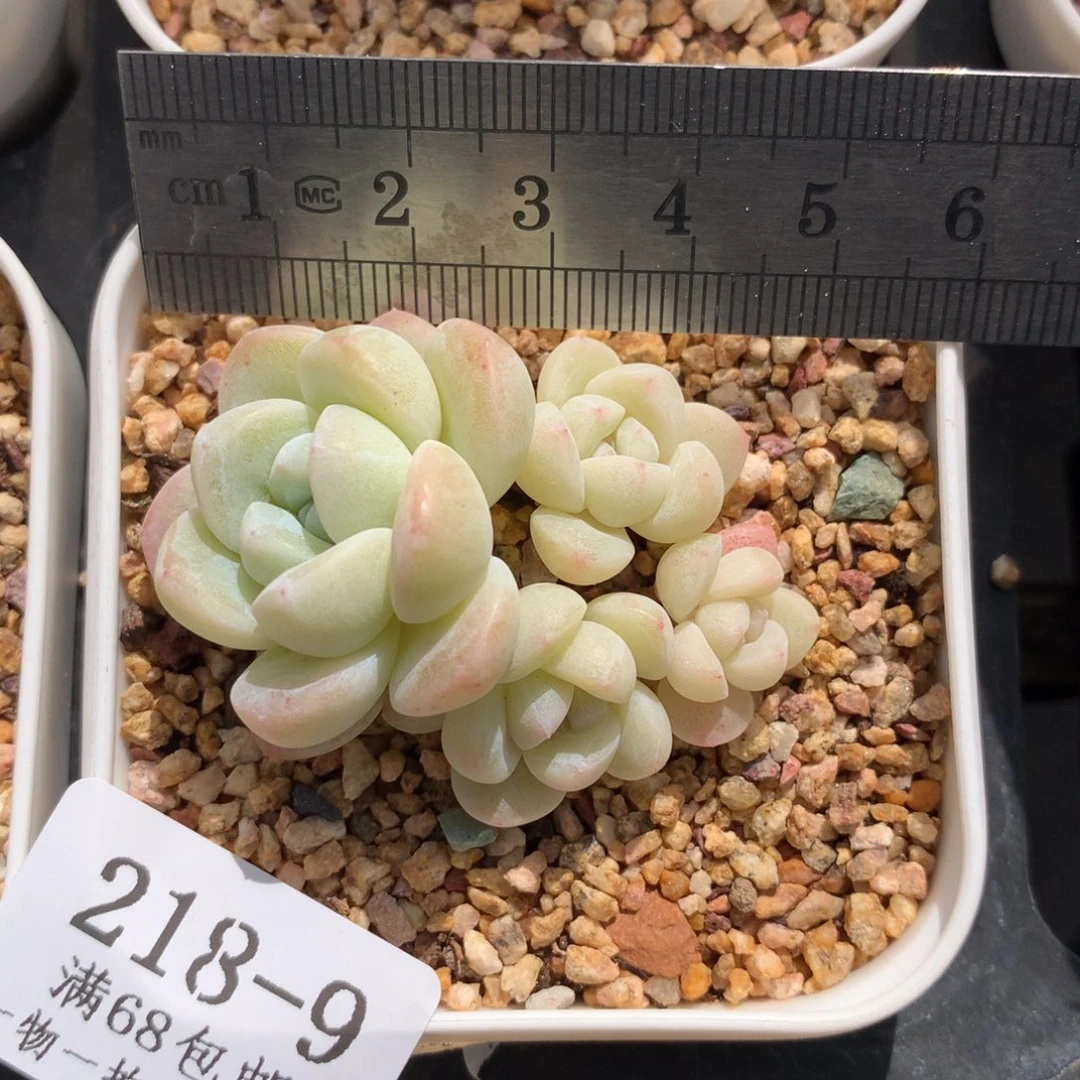 9。小脸趴地冰玉。透体