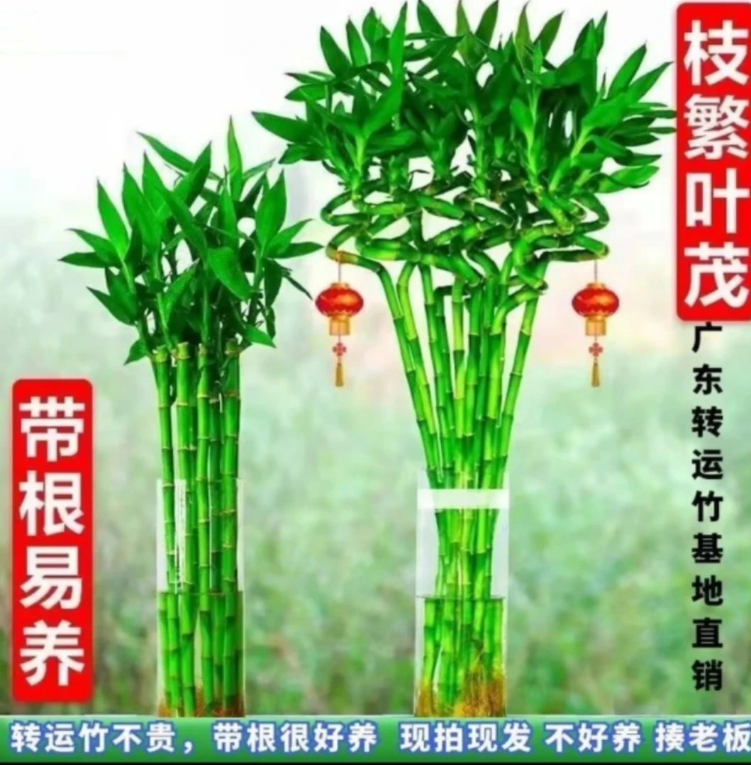 【时来运转好运常伴】带根转运竹室内盆栽水养水培竹室内绿植花卉