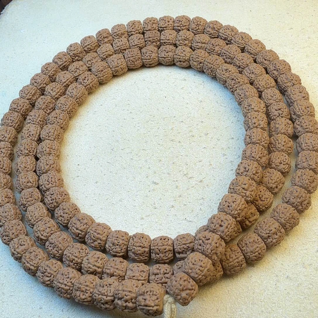 菩提麦穗龙（一图一物）