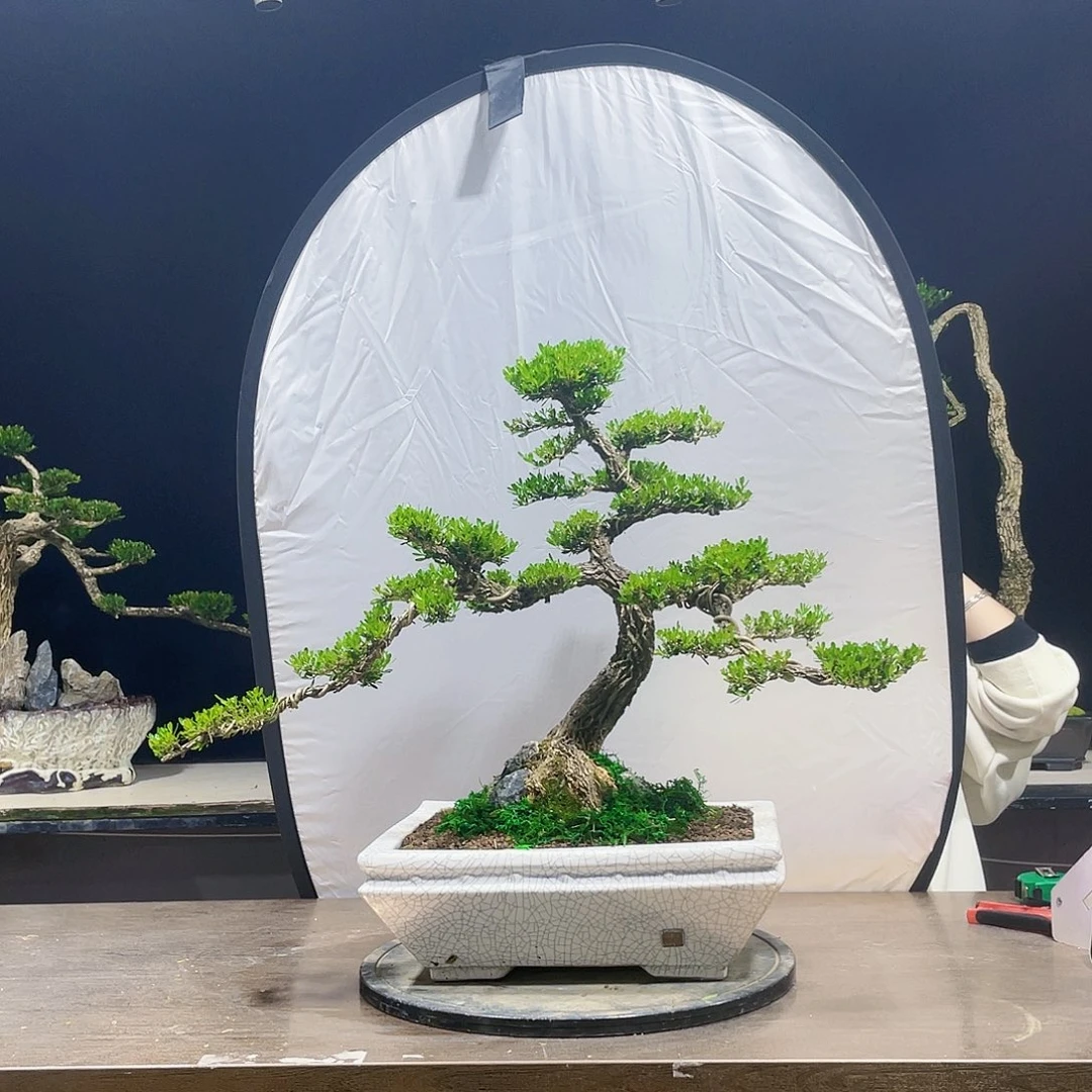 完全开放黄杨盆景四季常青