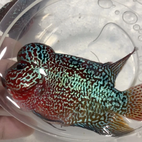 罗汉鱼鸿运罗汉一条1111