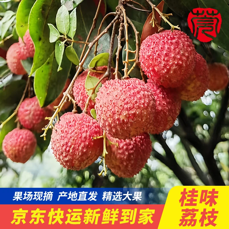 【京东冷链】东莞厚街桂味荔枝香甜可口送礼送人5斤礼盒装