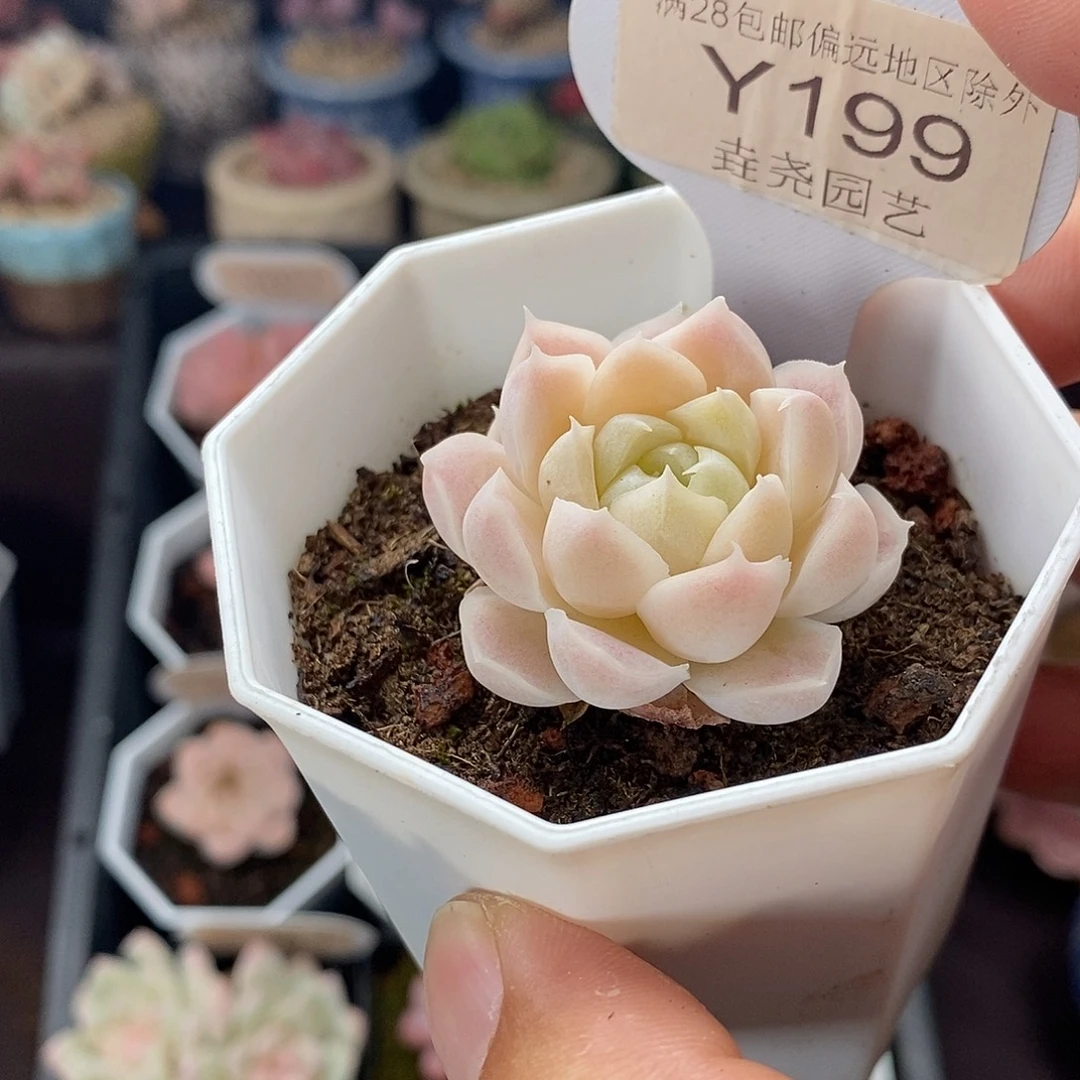 0199 白月影 3.5cm