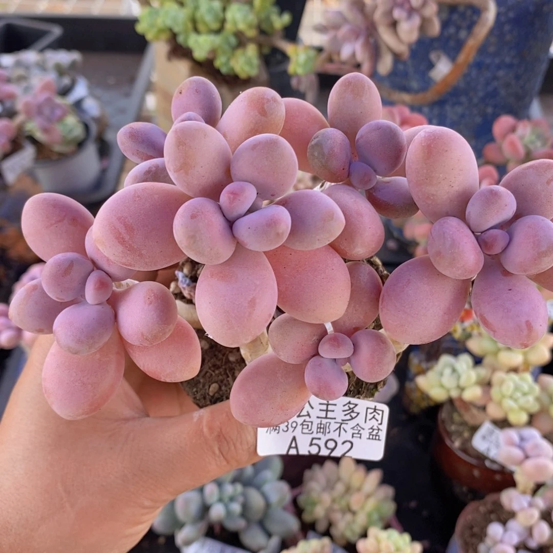 糖果桃蛋老桩12cm592多肉植物