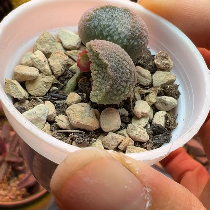 送***雪吉祥如意的一天从早上开始