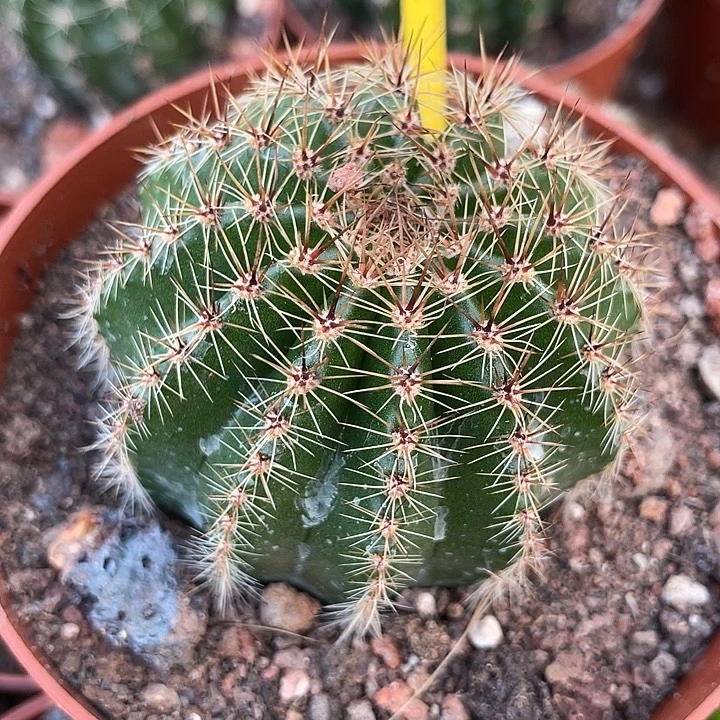 175号实生彩草带盆