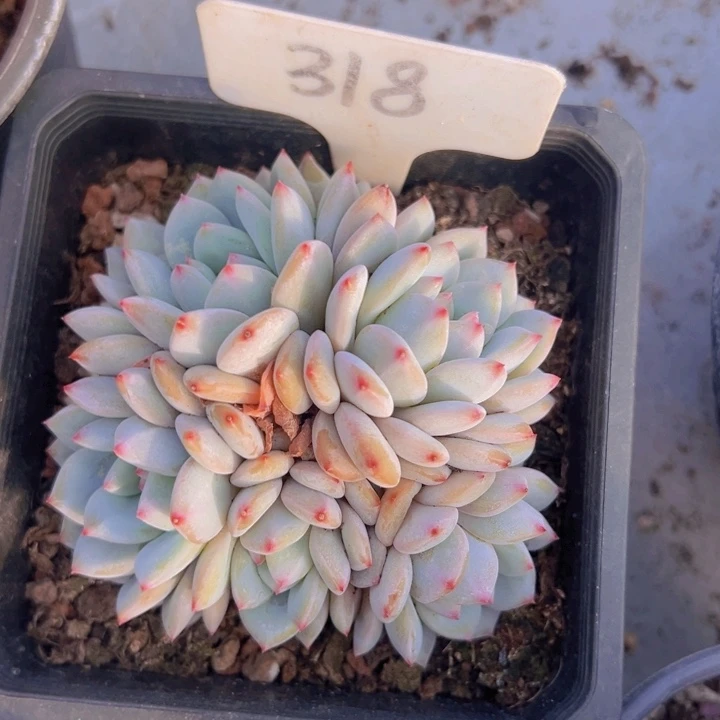 健健康康平平安安