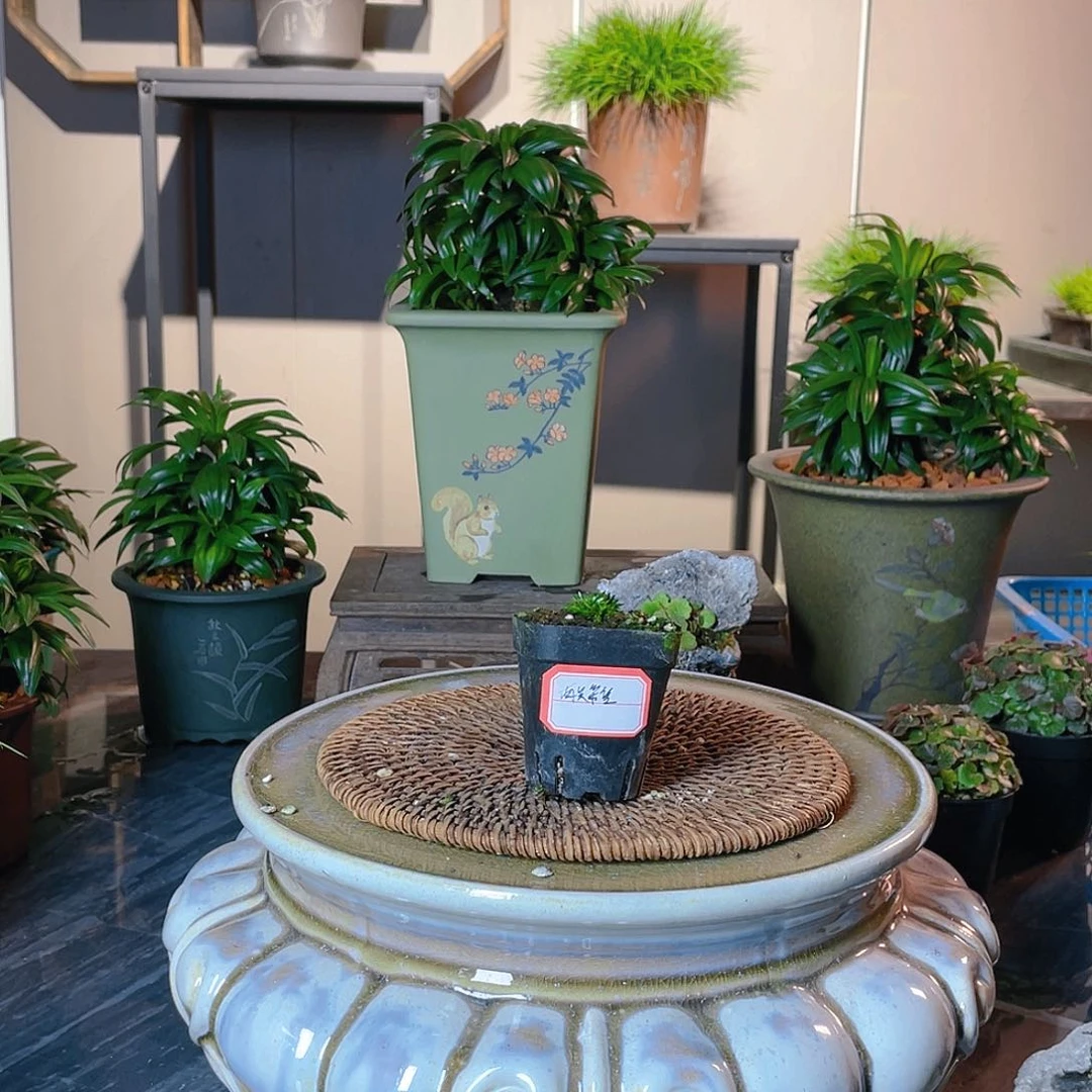 【闪购商品】不开花植物