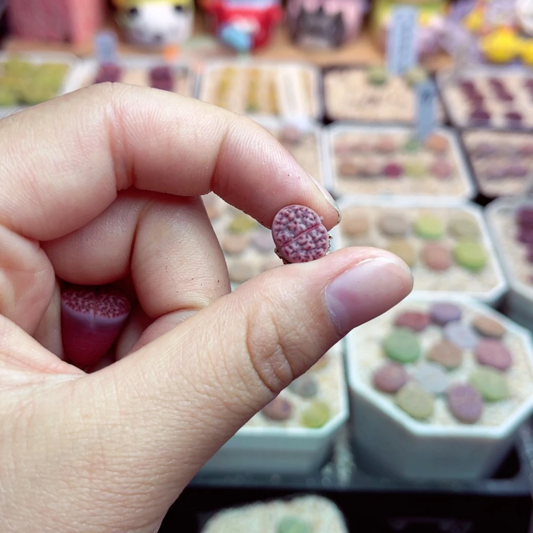 ～**～90号带盆包邮发货