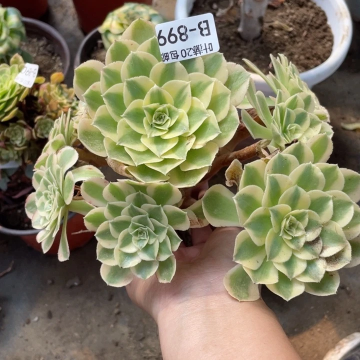 899玉资多肉113455123456789