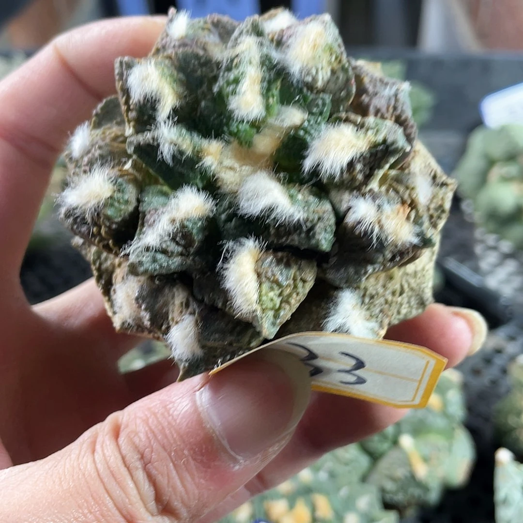 33号自根战损龟甲