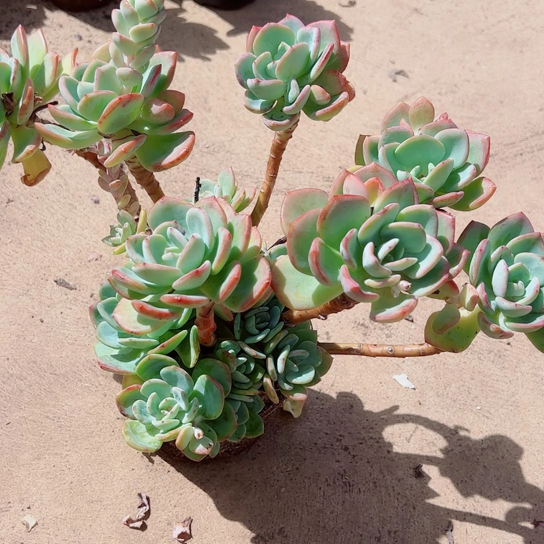白月光 超级大盆群生老桩