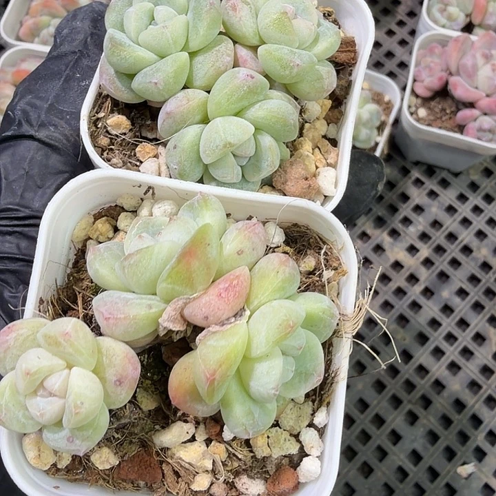 162 号到手1框江北多肉