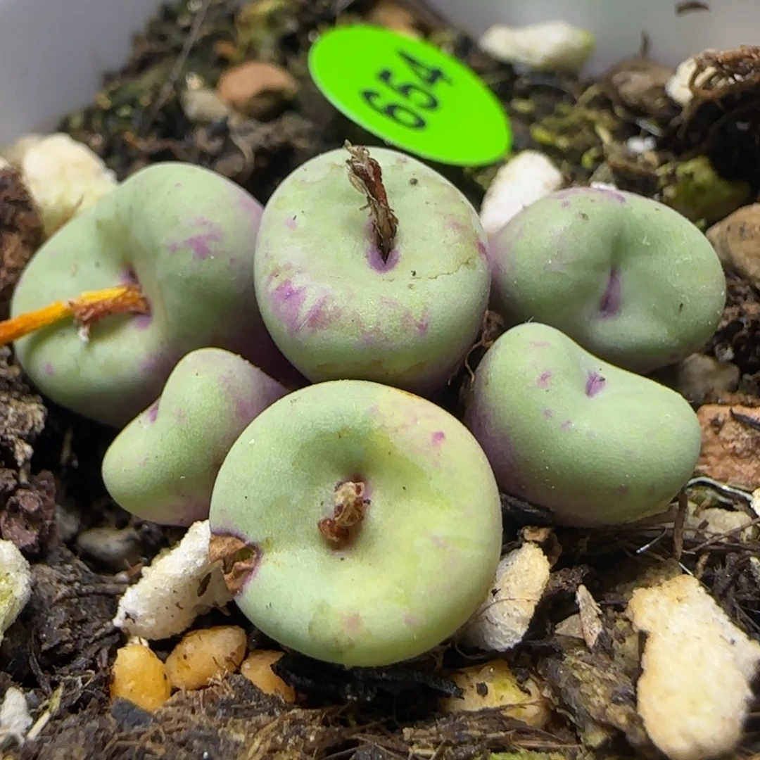 小红嘴群六头多肉654