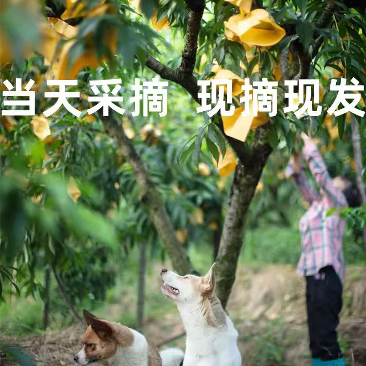 【现摘现发】岳西高山雾猴水蜜桃,清甜多汁,酥脆爽口,先到先得