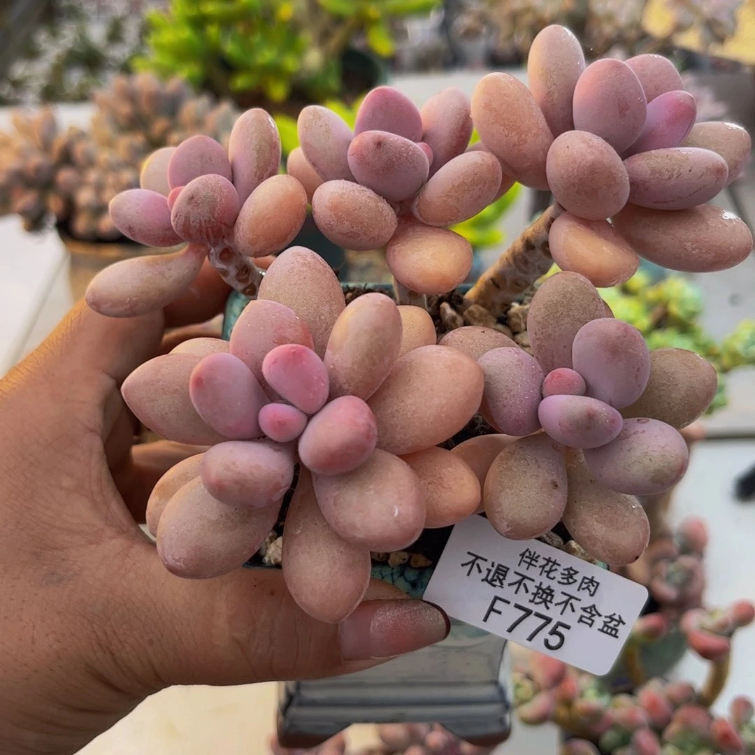 糖果桃蛋775/10cm多肉