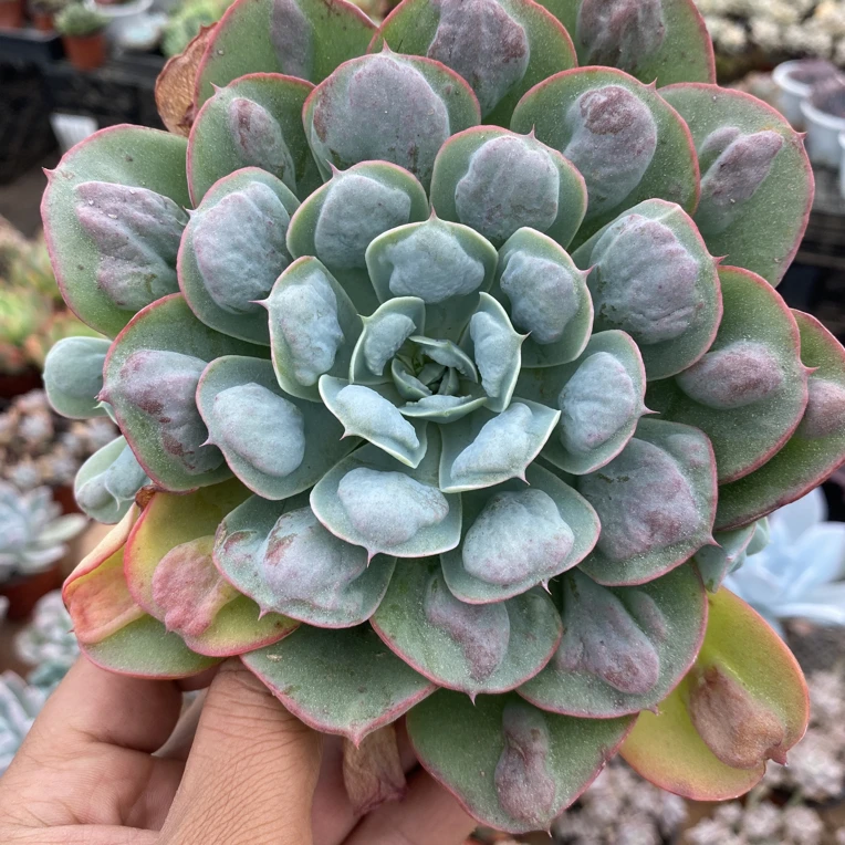 雨滴多肉植物脱土发货