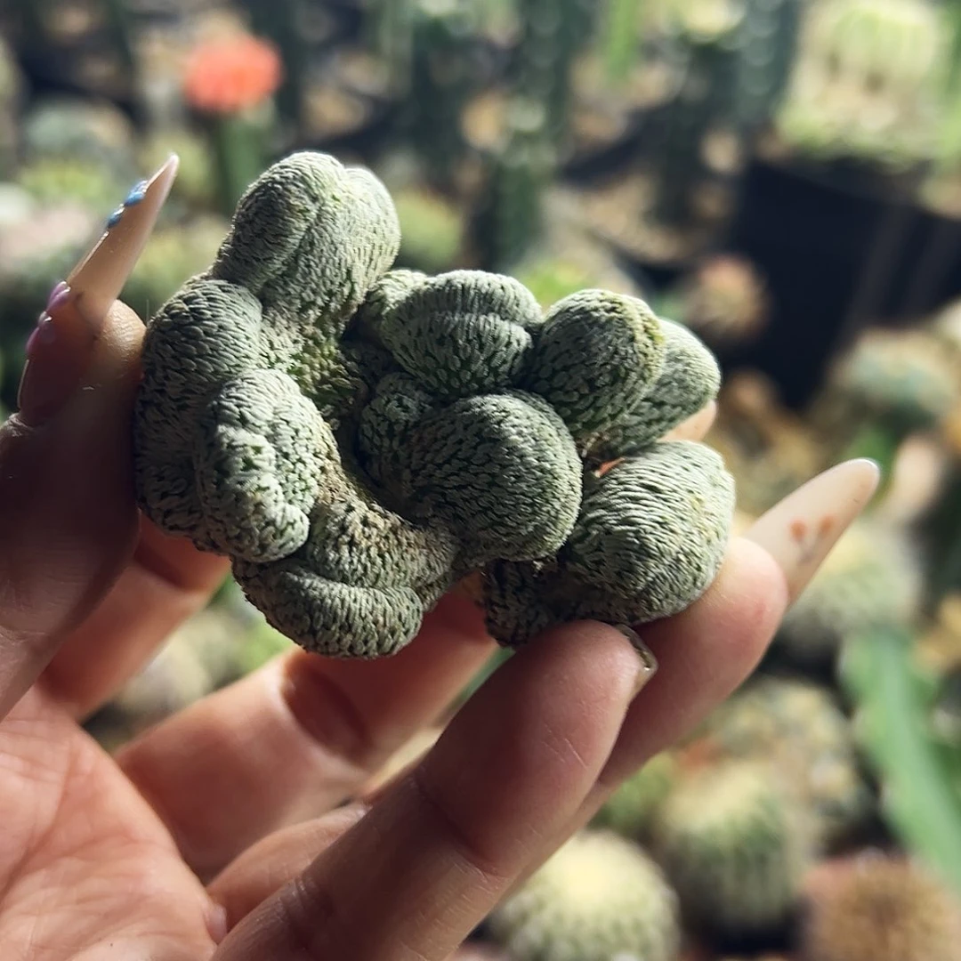 精巧殿缀化仙人球11111111