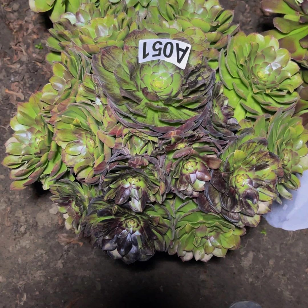 墨染法师28////53包邮