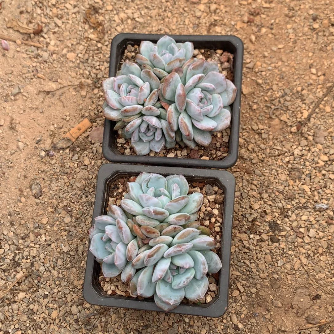 绿底石榴籽星影两颗