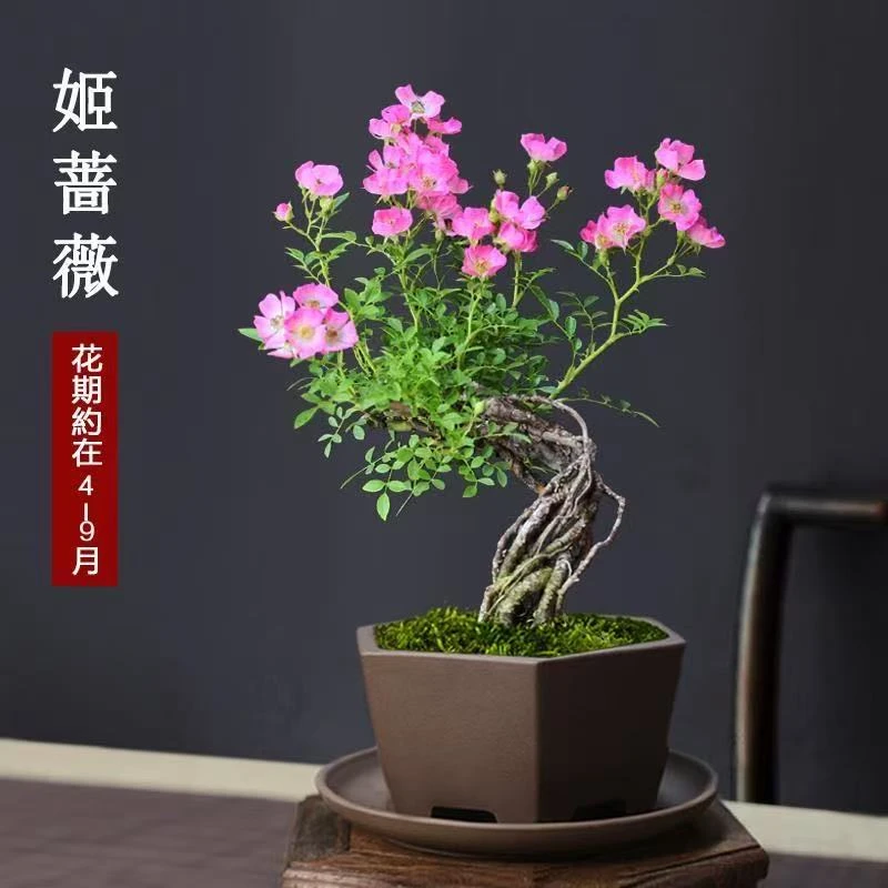 韩国姬蔷薇室内绿植花期3-10月不间断开
