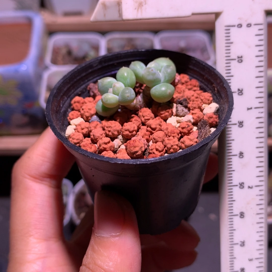 小树桩，绿体萤火虫小的