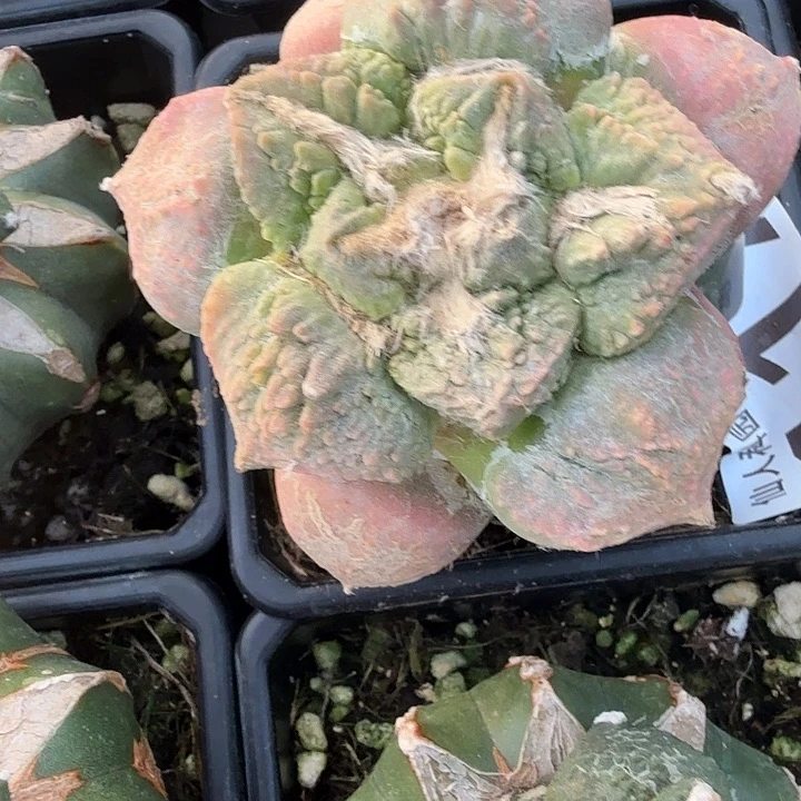 凉***茶无花朵117红锦哥龟牡丹东三