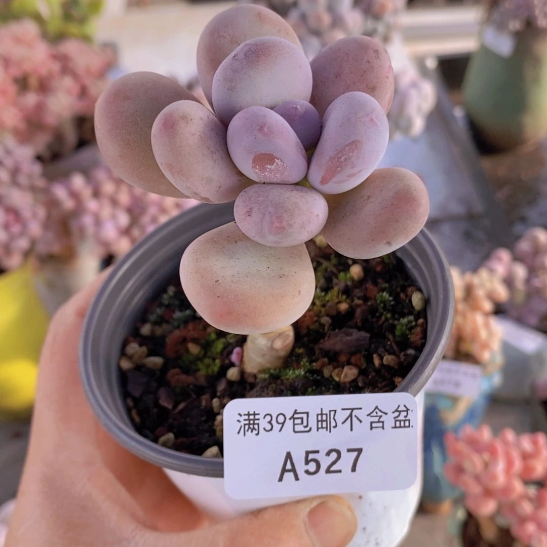 蛋黄奶单头527多肉植物