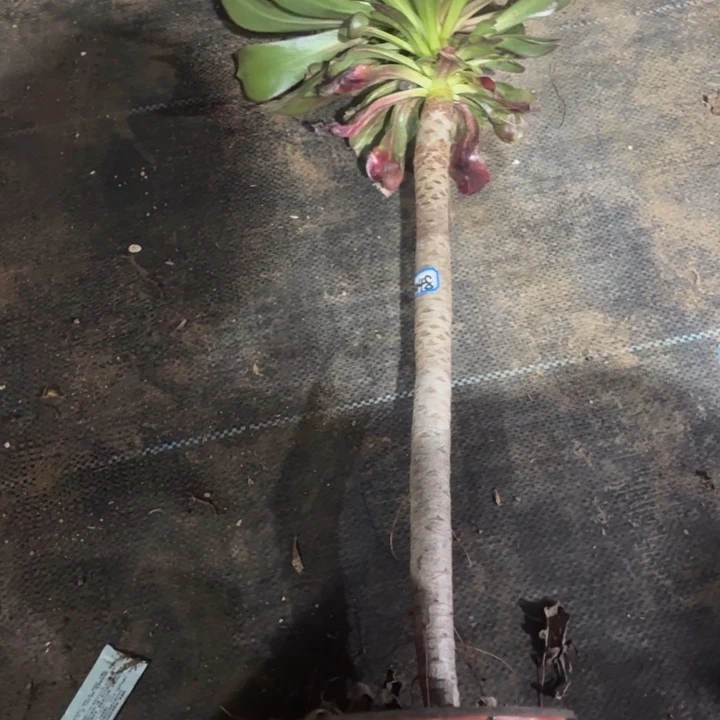 江****姐巫毒大单头法师多肉1448