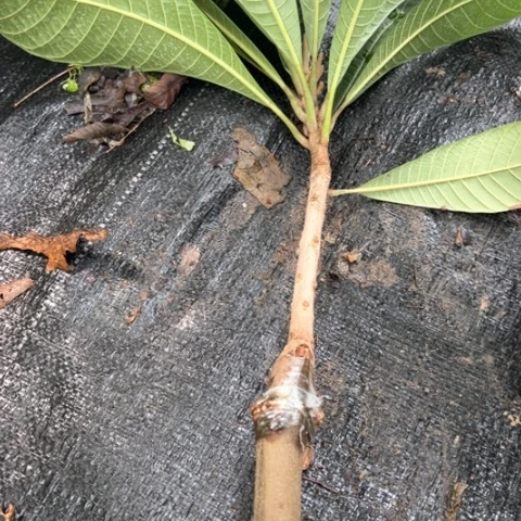 只***✺3697368909刚果（布）479839943699