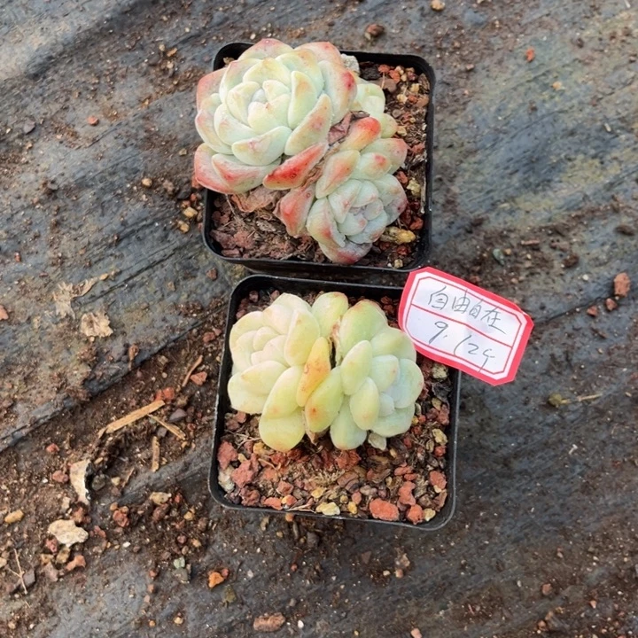 自***，冰玉多肉七方盆2头2个