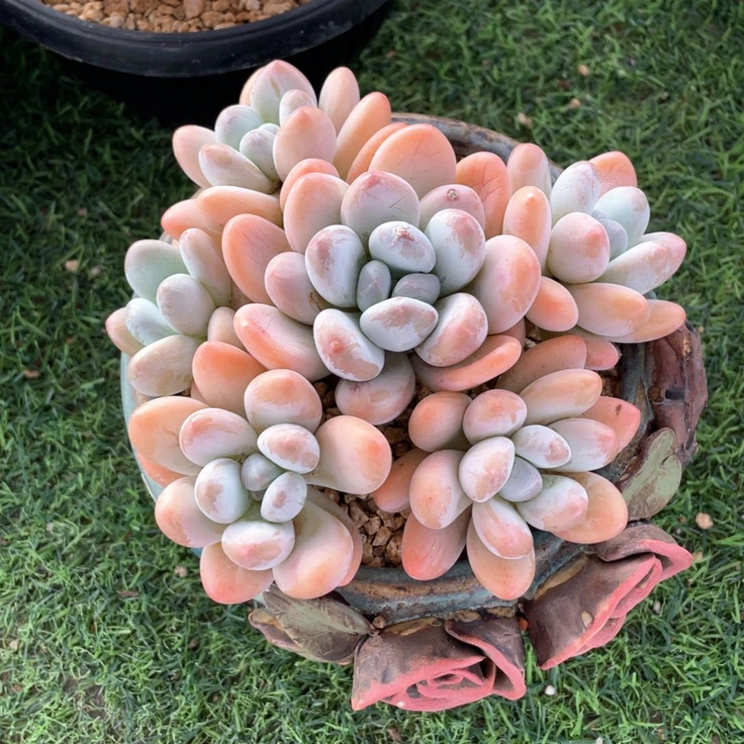 秋日福利香水老桩