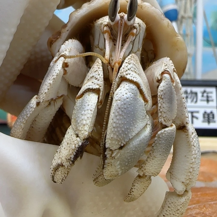 A108大眼睛 红海2.3cm口径