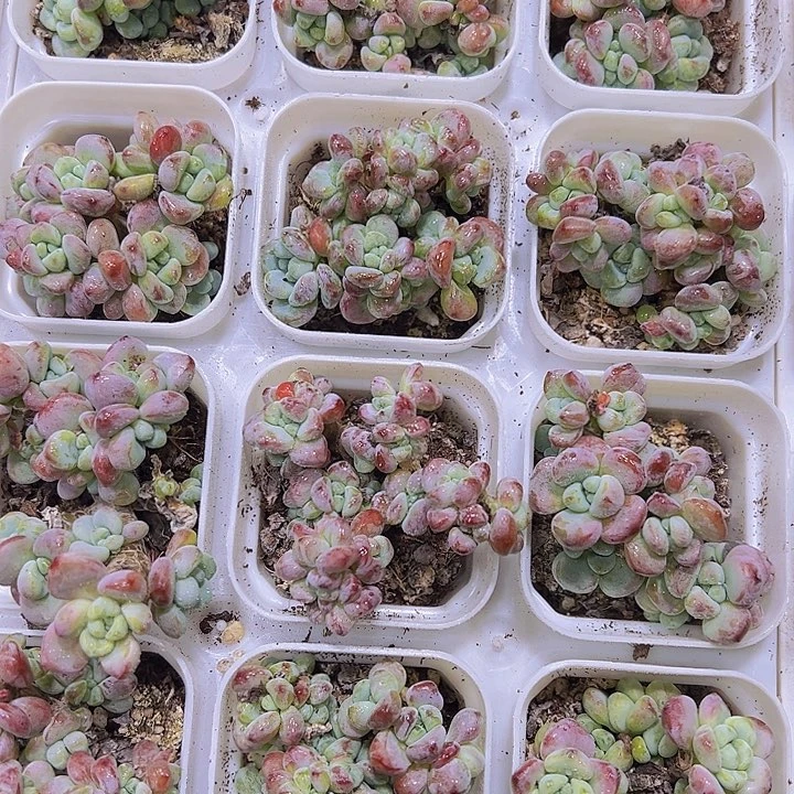罗琦19包邮多肉植物