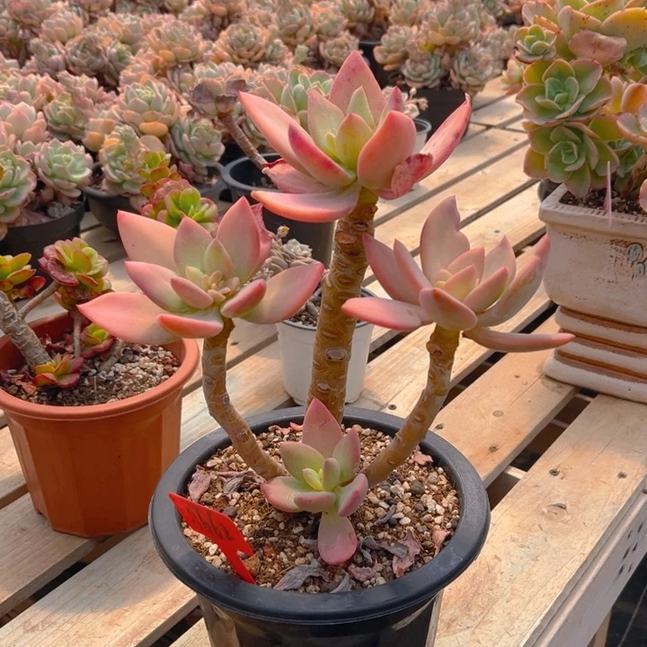 芒果美人多肉植物8662