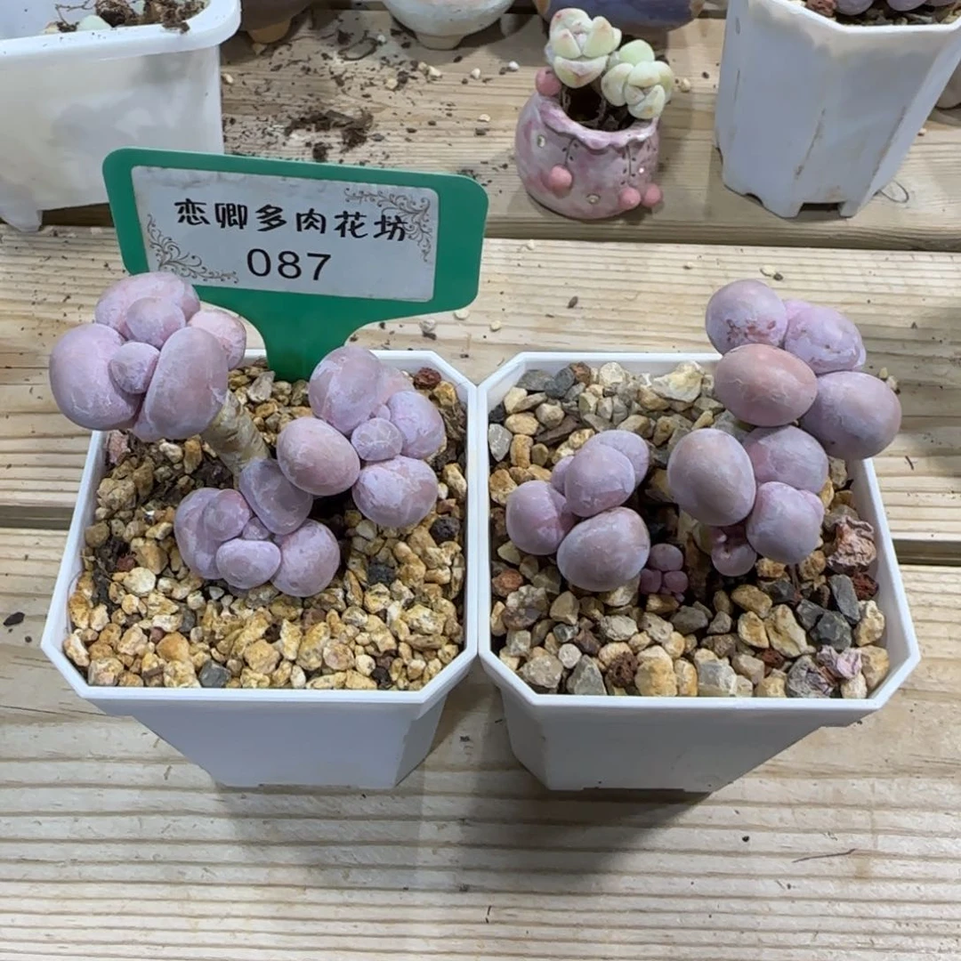 娜***开087烟美人奶酪老桩无砍