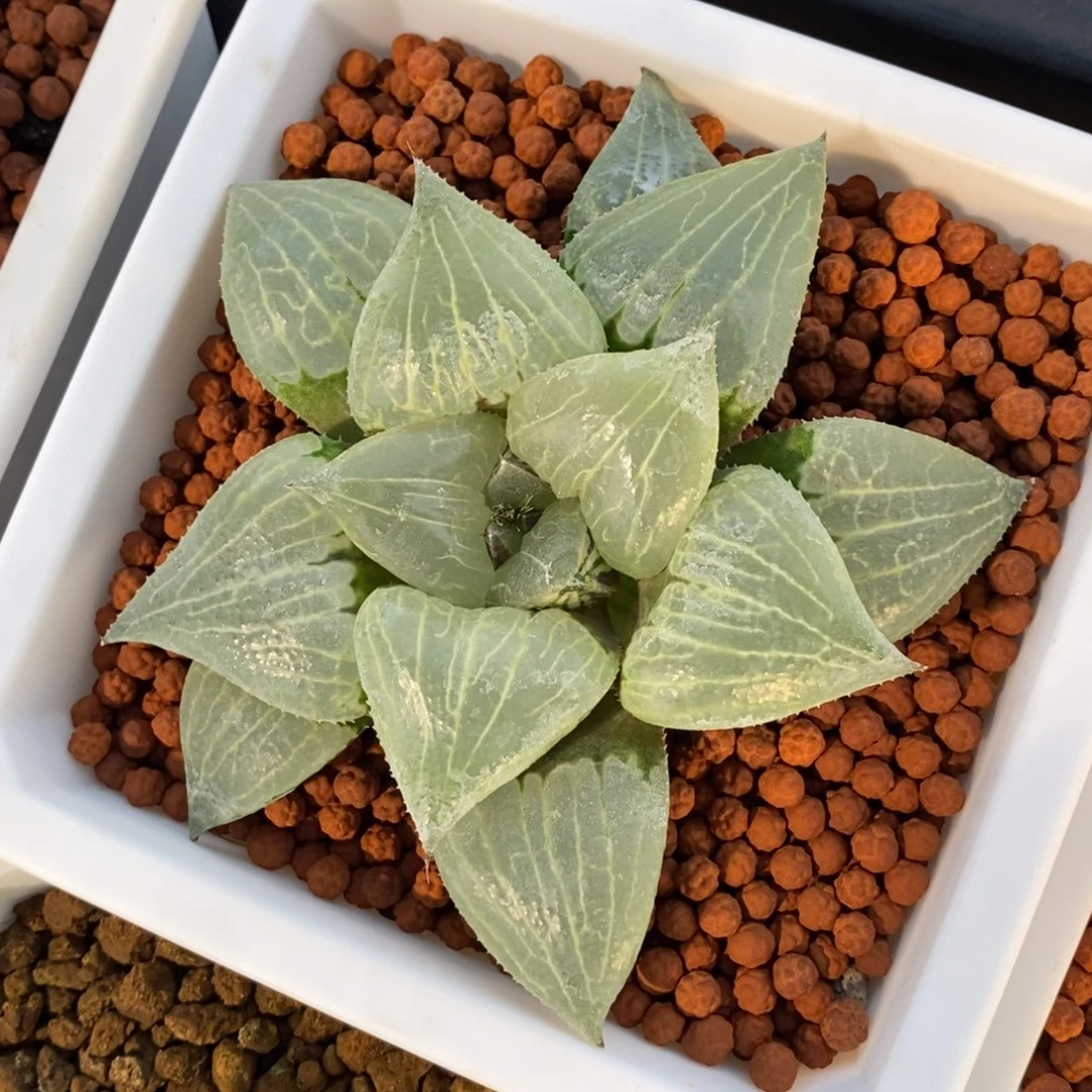 一颗实生大明湖 高货中的高货 元旦福利