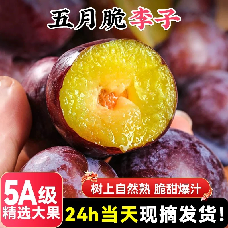 顺丰包邮四川水果五月脆李子脱骨李青红脆果园现摘现发鲜甜多汁