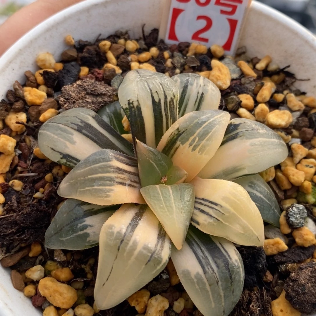 36号红纹多肉植物