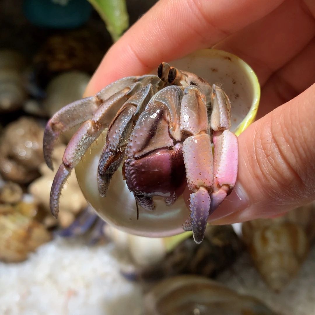 2.6 活体出售，不退不换4号